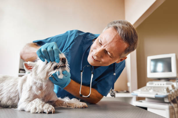 Best Tooth Infection Emergency Dentist  in Gruetli Laager, TN